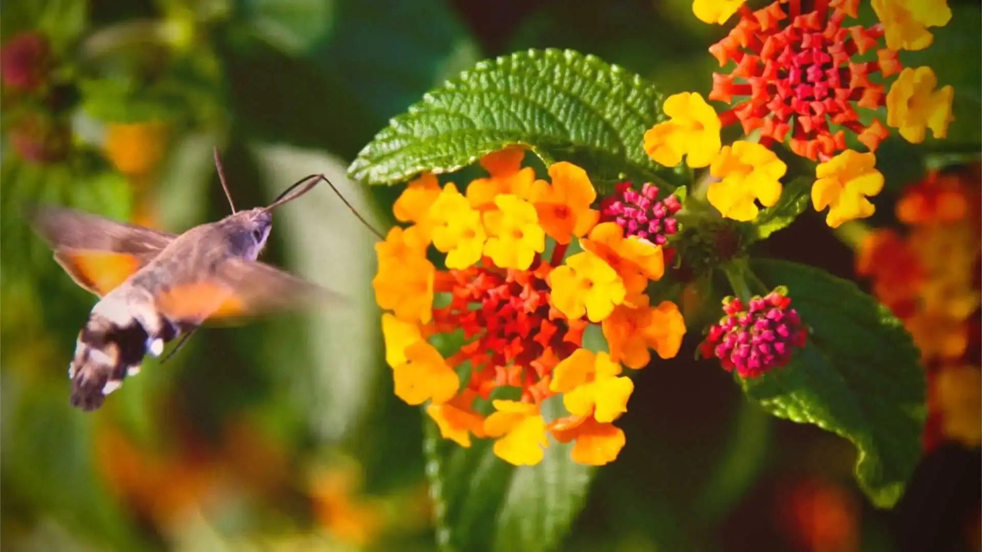 Hummingbird moth hovering near vibrant orange and pink lantana flowers, captured mid-pollination in a garden setting.