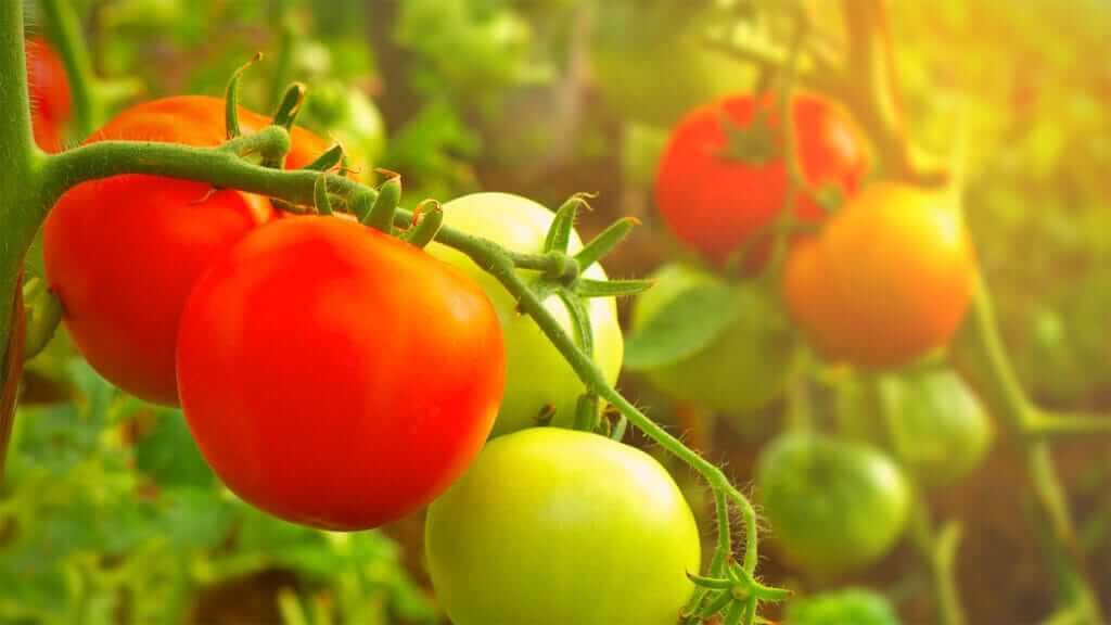 Close-up of ripe red tomatoes and unripe green tomatoes hanging on the vine in a garden. The sunlight filters through the foliage, creating a warm, vibrant glow on the fresh produce.