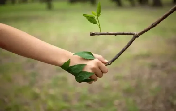Human hand wrapped in leaves shaking a tree branch, symbolizing harmony and connection between people and nature.
