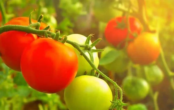 Vibrant red and green tomatoes hanging on a vine, illuminated by soft sunlight in a garden harvest setting.