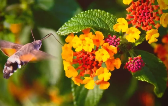 Hummingbird moth hovering near vibrant orange and pink lantana flowers, captured mid-pollination in a garden setting.