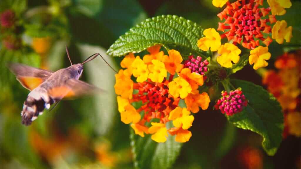 A hummingbird moth hovers near a cluster of brightly colored flowers, predominantly yellow and orange, with some smaller purple buds. The moth's wings are blurred in motion, and a backdrop of green foliage provides a vibrant contrast.