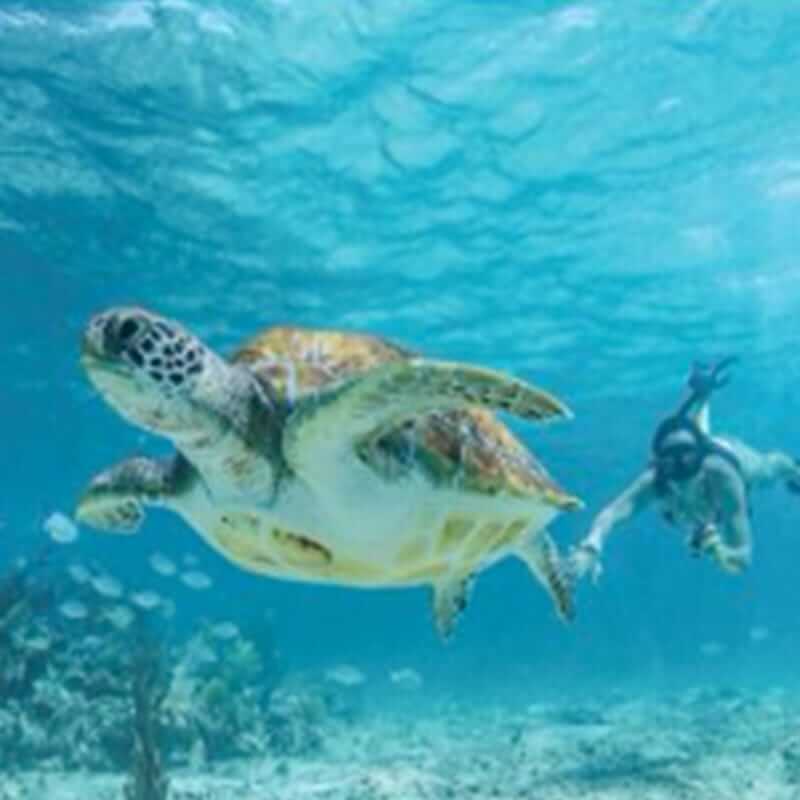 A sea turtle swims underwater in clear blue ocean water, with a diver swimming in the background. The scene includes coral and small fish. The water is tranquil with sunlight filtering through the surface.